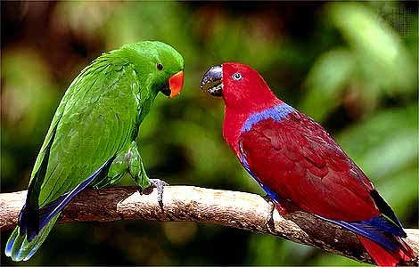 El Eclectus