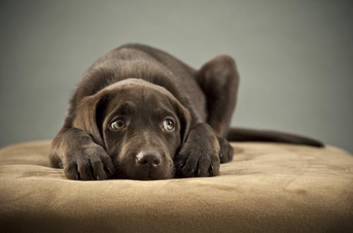 El estrés y la ansiedad en los perros