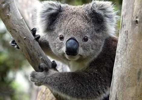 El extraño sonido de los Koalas