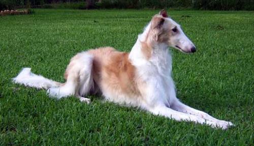 El galgo ruso o Borzoi