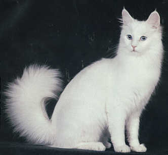 El gato angora turco