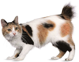El gato Bobtail de Japón