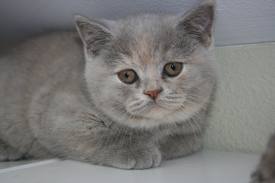 El gato British Shorthair