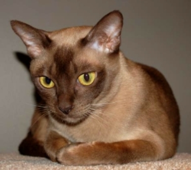 El gato burmese