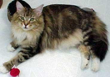 El gato Maine Coon