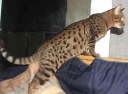 El gato Serengeti