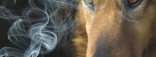 el-humo-del-cigarro-tambien-dana-a-las-mascotas_nhx42