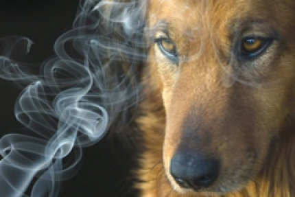 El humo del cigarro también daña a las mascotas