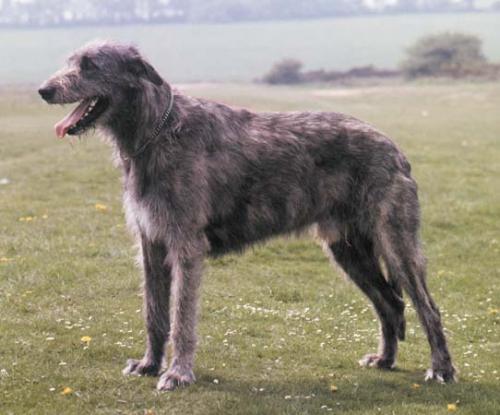El Irish Wolfhound