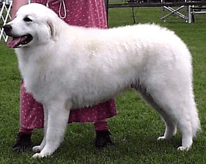 El Kuvasz, un perro gigante