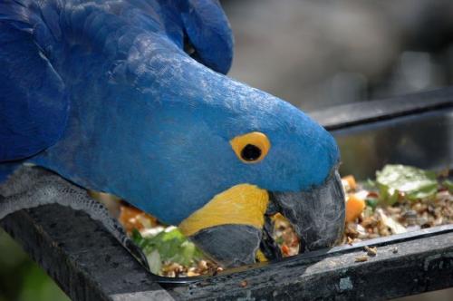 El mejor alimento para guacamayos