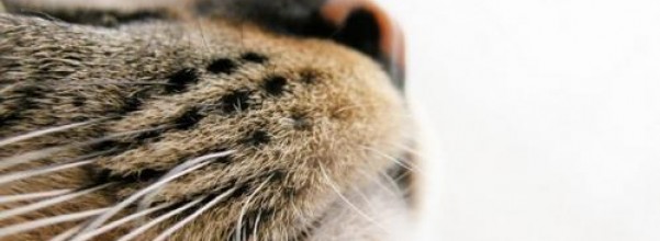 el-olfato-de-los-gatos_30z1q