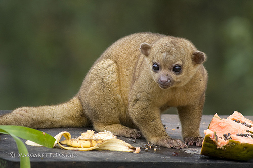 El oso de la miel