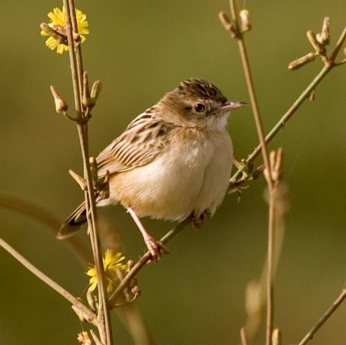 El pájaro Buitrón