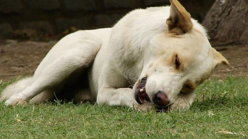 El peligro de los huesos en la dieta de tus perros