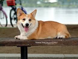 El Pembroke Welsh Corgi