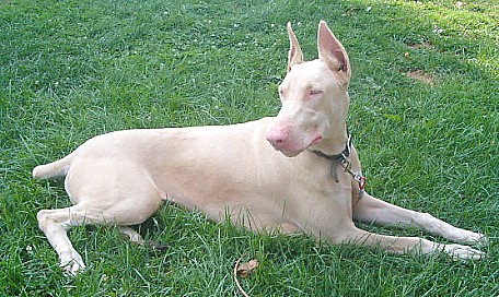 El perro albino y sus cuidados