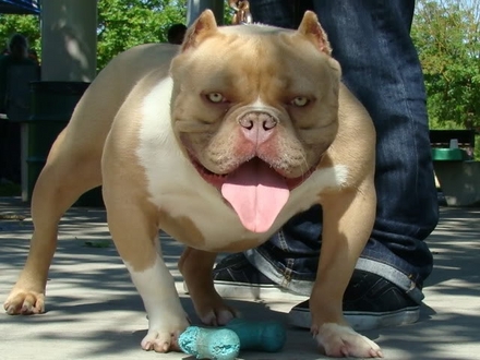 El perro American Bully