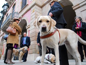 El Perro Guía un compañero fiel y necesario para la sociedad