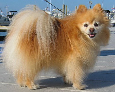 El perro Pomerania