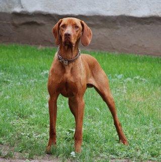 El perro Vizsla