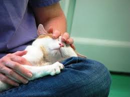El Reiki para mascotas