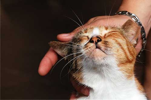 El ronroneo de los gatos, sus efectos curativos y de relajación