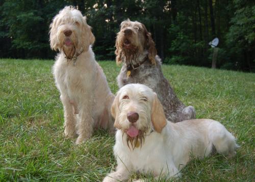 El Spinone