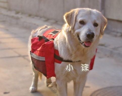 El uso de mochilas para perros