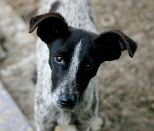 Elegir entre un perro de raza o un perro común