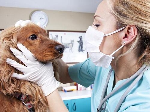 Elige bien al veterinario de tu mascota