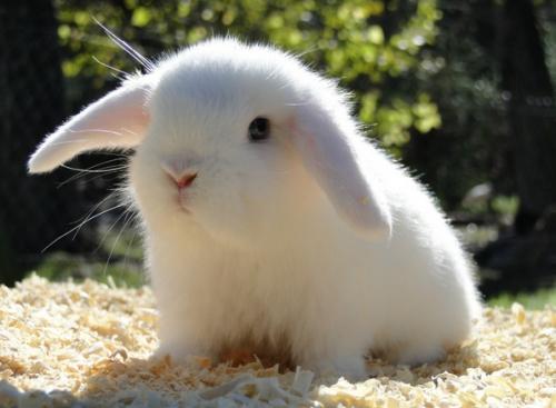 Eligiendo un conejo sano