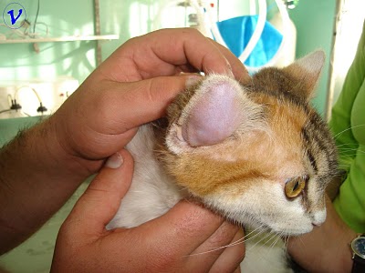 Enfermedades en los oídos de los gatos