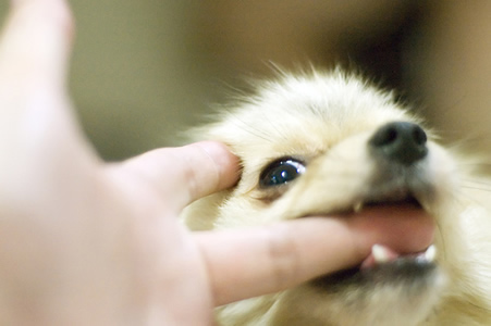 Enseña a tu cachorro a no morder