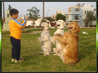 Entrenamiento sencillo para que el perro preste atención