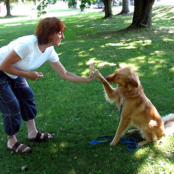 Entrenando a nuestro perro