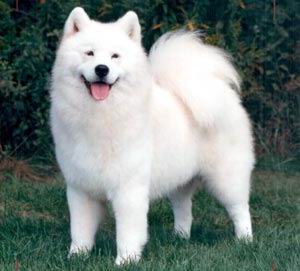 Entrenando a un Samoyedo