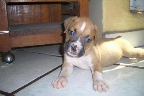 Entrenando al cachorro para que se quede solo en casa