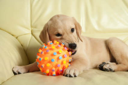 Entrenando al perro para que deje de morder objetos