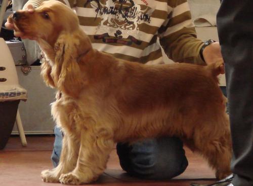 Entrenando un Cocker Spaniel