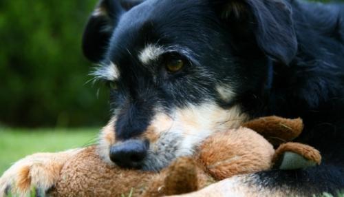 Envejecimiento del perro: síntomas y consejos para su salud