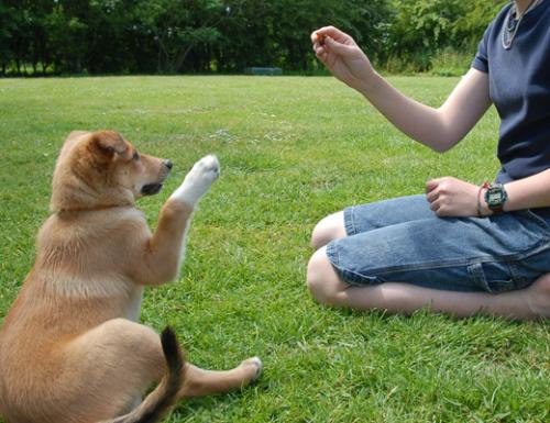 Errores que no debes cometer al educar al perro