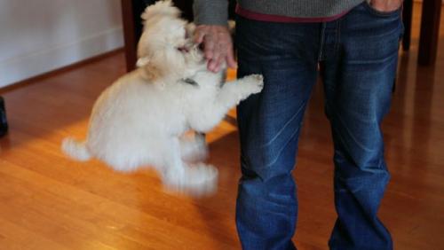 Evitando conductas agresivas en los perros