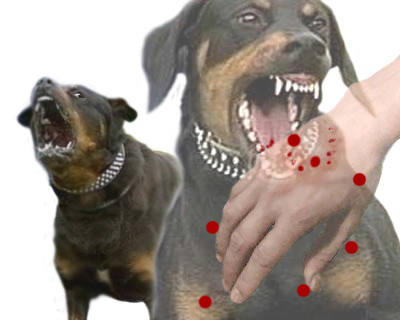 Evitando la agresividad en los perros