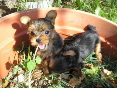 Evitando que nuestra mascota acabe con las plantas de la casa