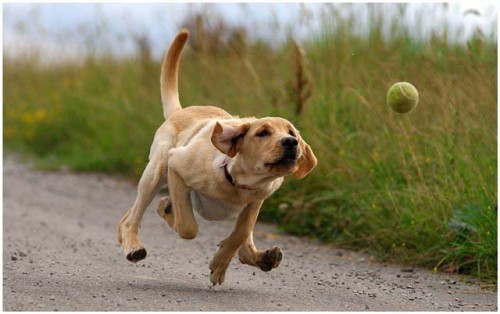 Evitando que nuestro perro ladre