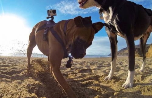 "Fetch" arnés con cámara GoPro para perros deportistas