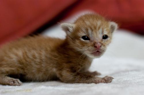 Gatitos recién nacidos