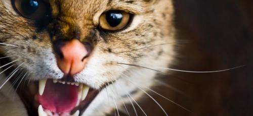 Gatos agresivos: consejos y soluciones