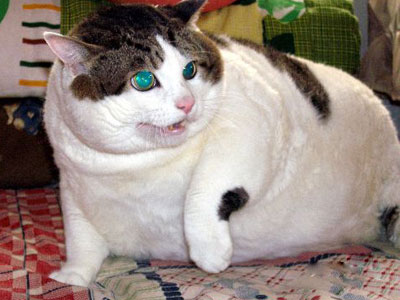 Gatos obesos